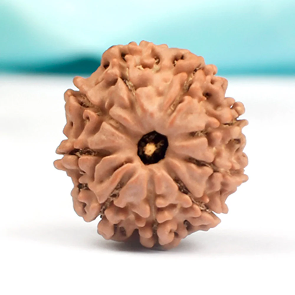 Rudraksha